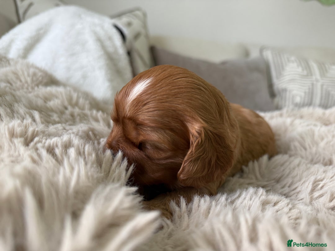 Cavalier King Charles Spaniel dogs for sale: Cavalier King Charles  - Image 5