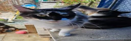 Maine Coon cats for sale: Active Calico female Mainecoon  - Advert 2
