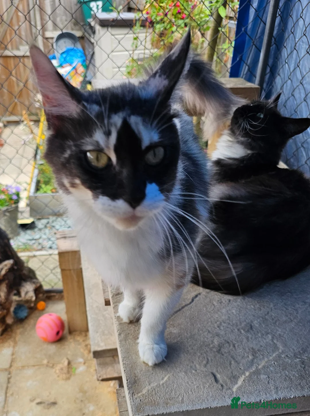 Maine Coon cats for sale: Active Calico female Mainecoon  - Advert 2