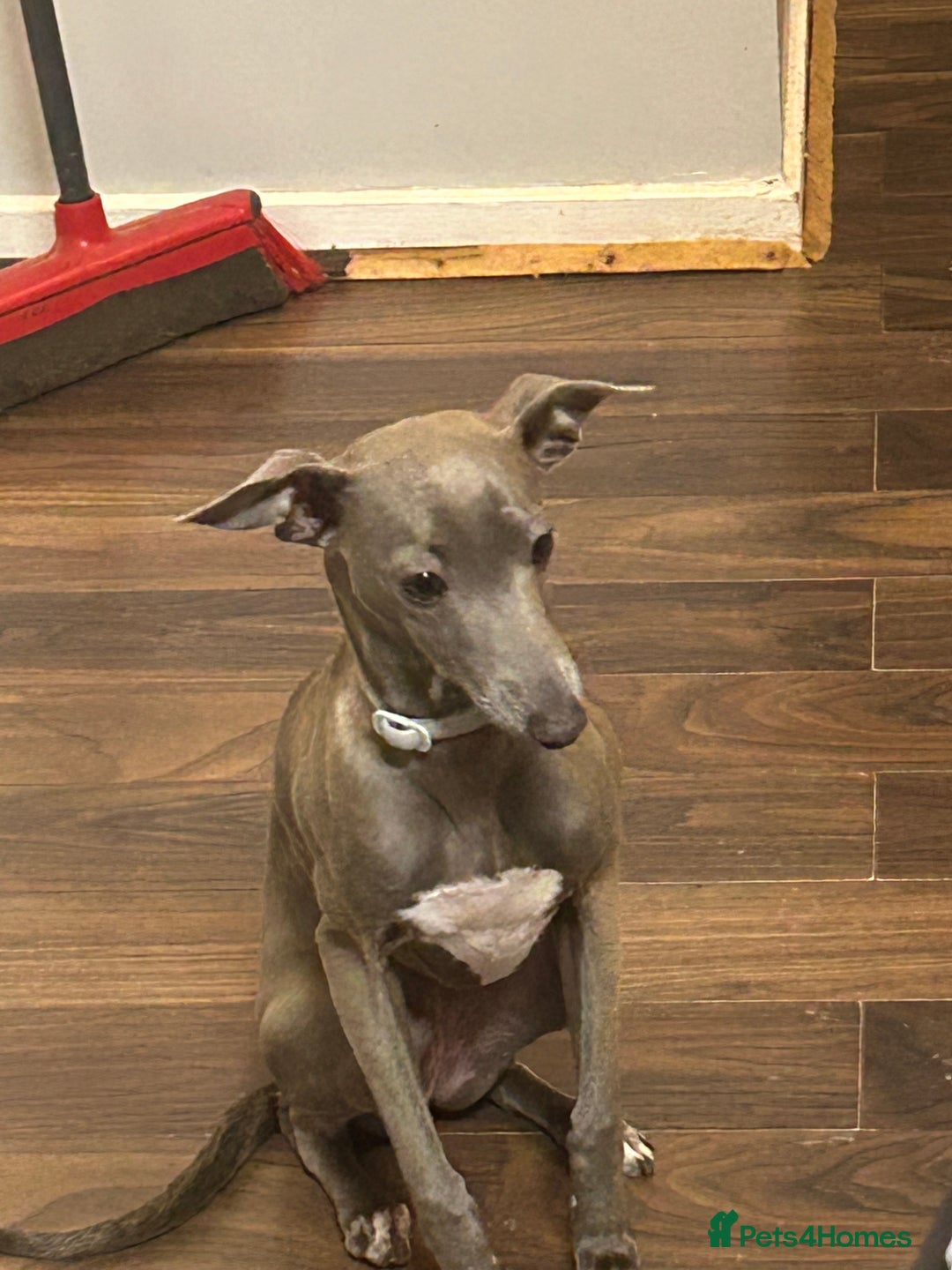 Italian Greyhound dogs for sale: Nina A Beautiful 7-Month-Old Italian Greyhound  - Advert 4
