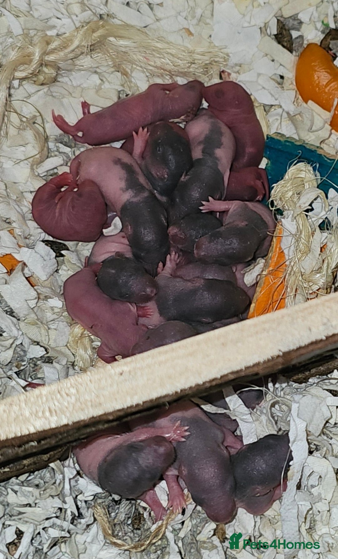 Rat rodents for sale: 7 female rat pups  - Advert 6