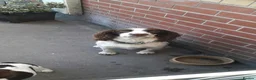 English Springer Spaniel dogs for sale: Beautiful litter of English Springer spaniels - Advert 7