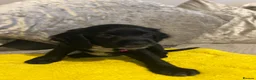 Sprocker dogs for sale: Gorgeous Sprocker Puppies - Advert 20