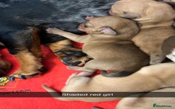 Miniature Dachshund dogs for sale: Miniature Dachshund Puppies - Image 10