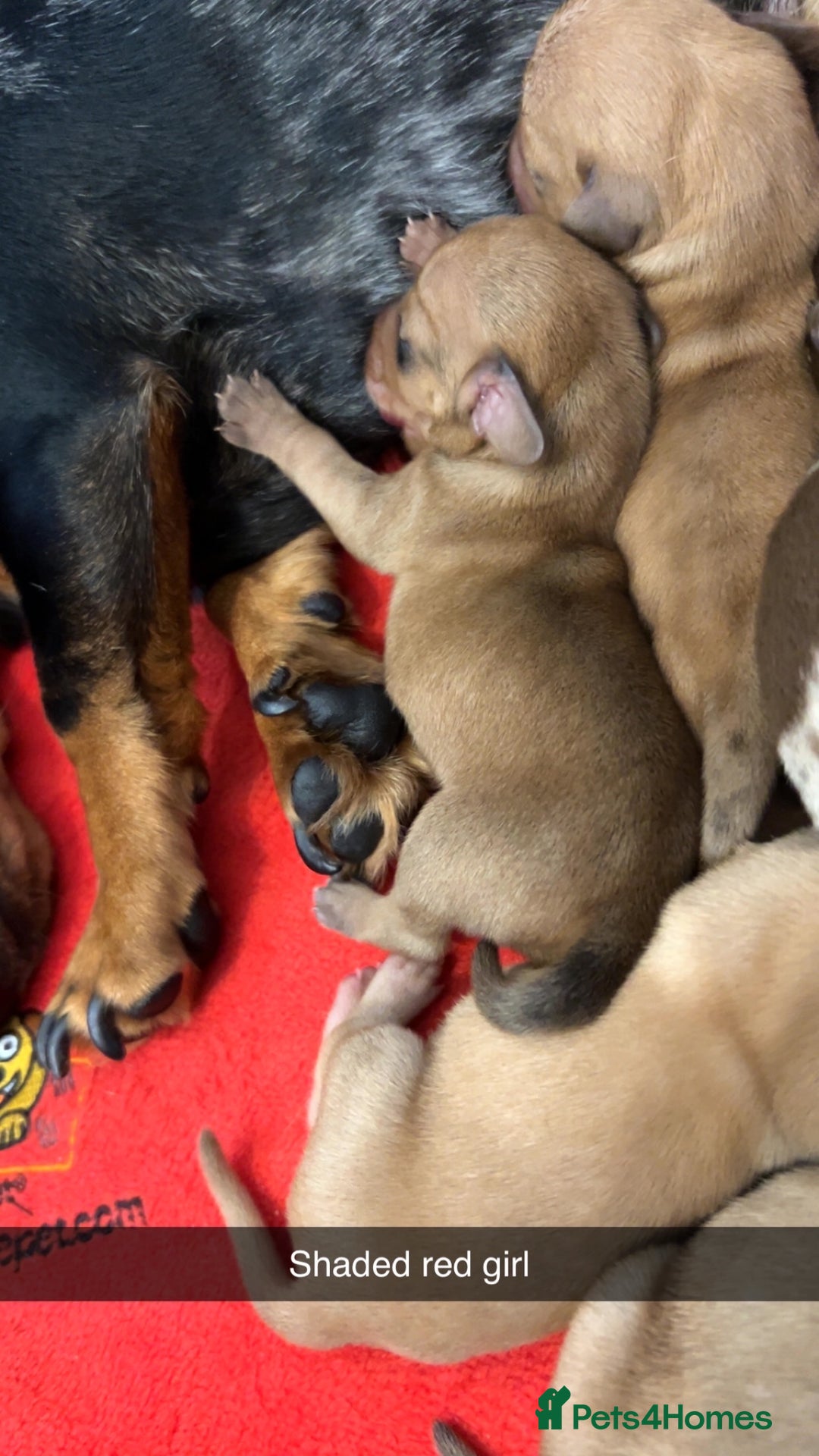 Miniature Dachshund dogs for sale: Miniature Dachshund Puppies - Image 10