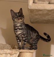 Bengal cats - Advert 8