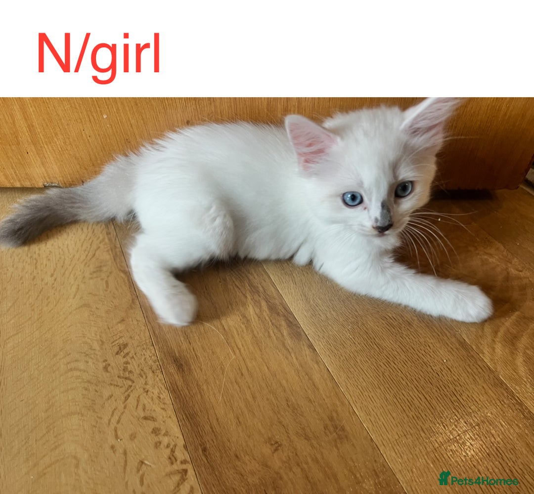 Ragdoll cats for sale: Ragdoll Kittens - Image 13