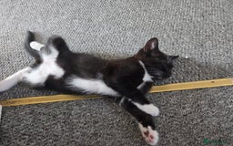 Domestic Shorthair cats for sale: Domestic Short-hair Male cats - Image 4