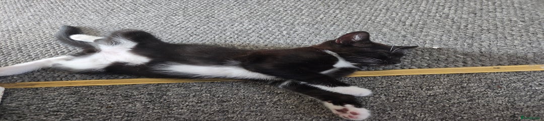 Domestic Shorthair Kitten 3