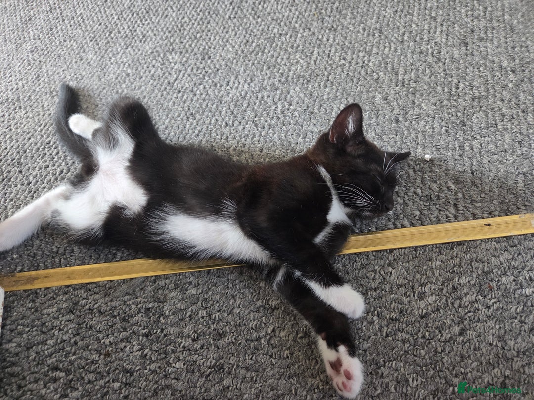 Domestic Shorthair cats for sale: Domestic Short-hair Male cats - Image 4