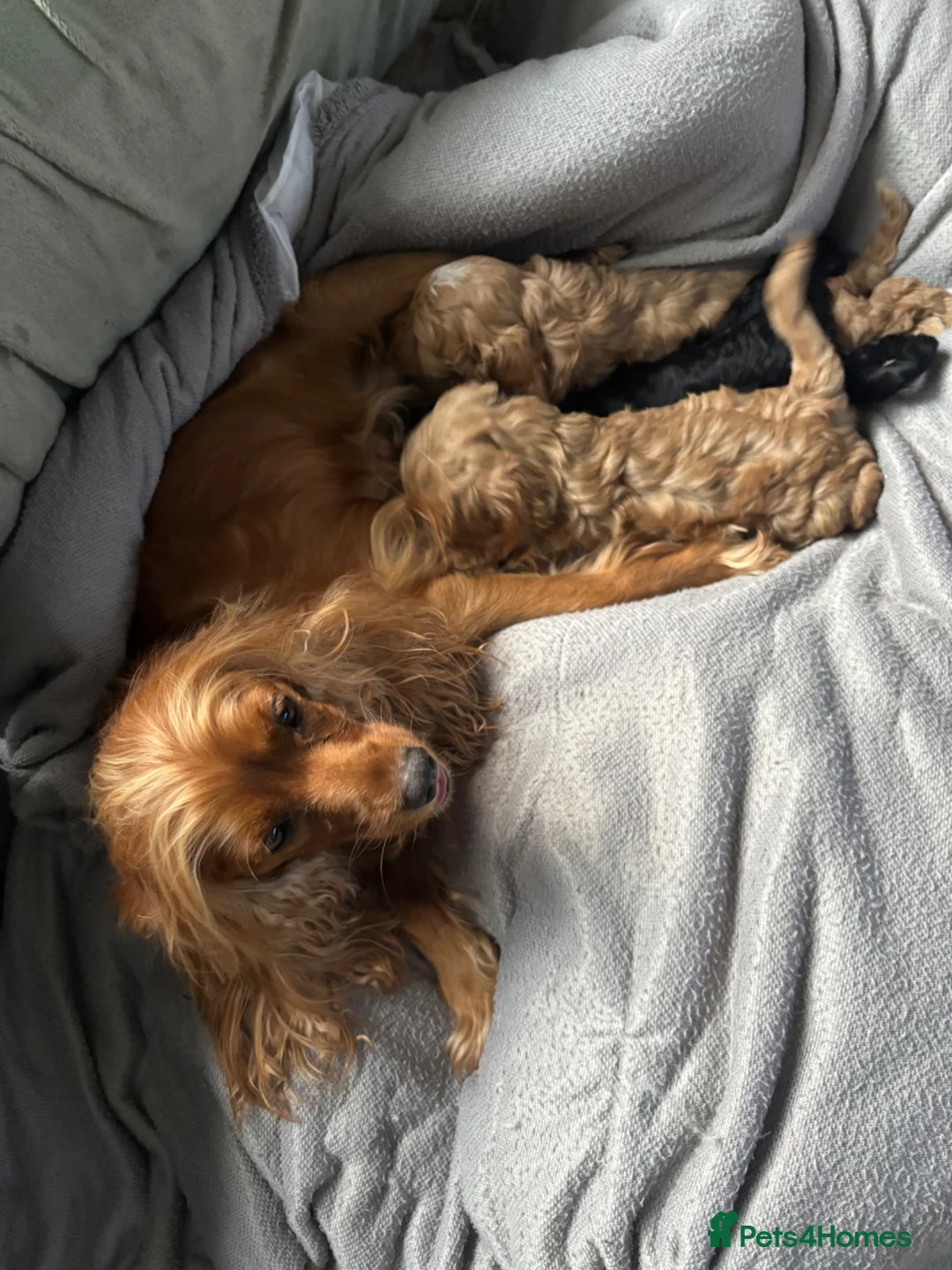 Mixed Breed dogs for sale: Gorgeous cockalier/toy poodle pups  - Advert 1