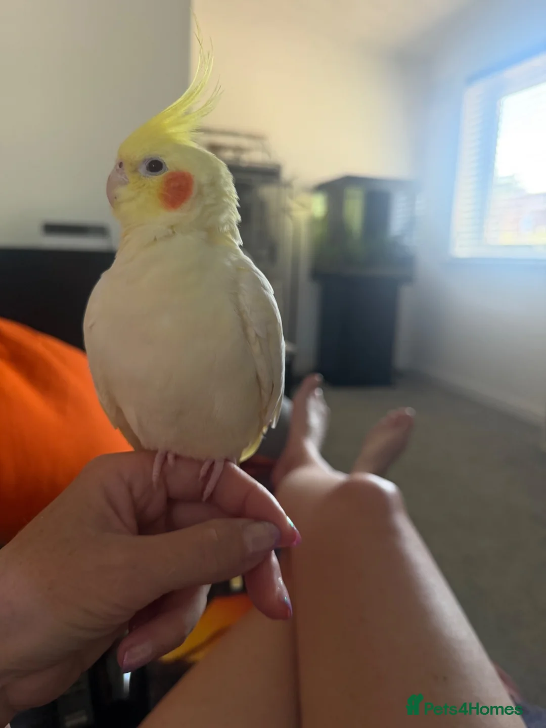 Cockatiels birds for sale: Hand tame cockatiel in Poole - Advert 2
