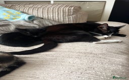 British Shorthair cats for sale: Fully black male kitten green eyes  - Image 8