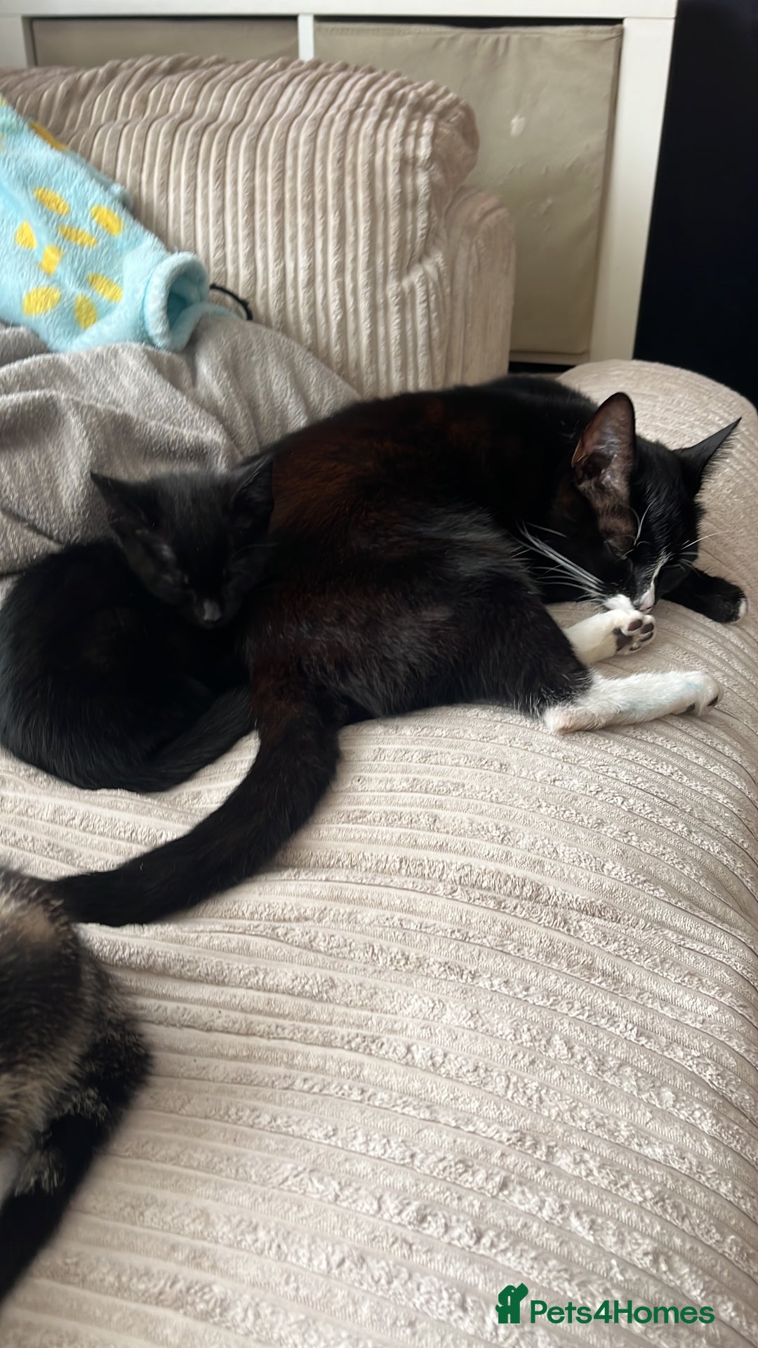 British Shorthair cats for sale: Fully black male kitten green eyes  - Image 8