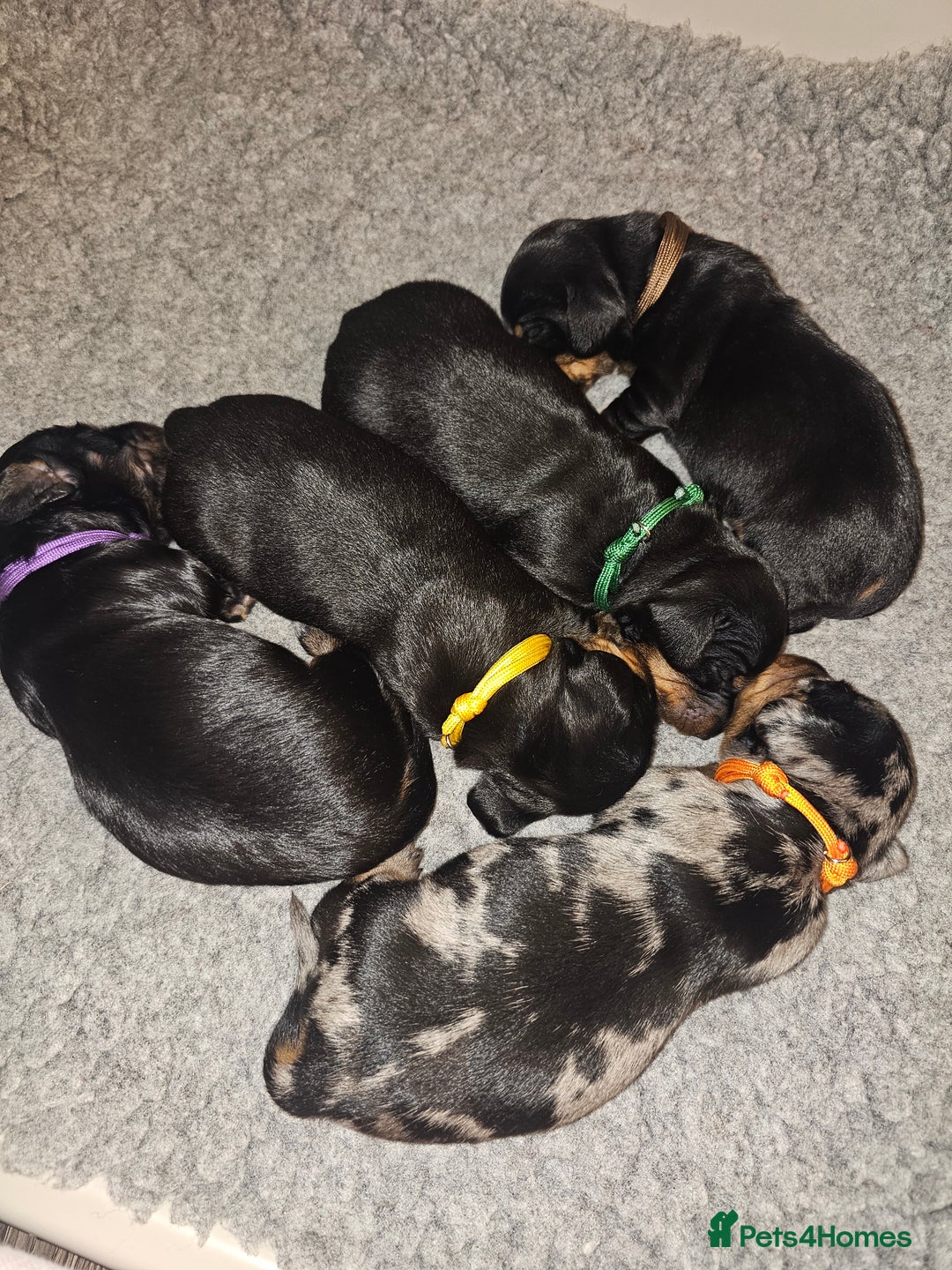Dachshund dogs for sale: Beautiful Dachshund Puppies - Image 39