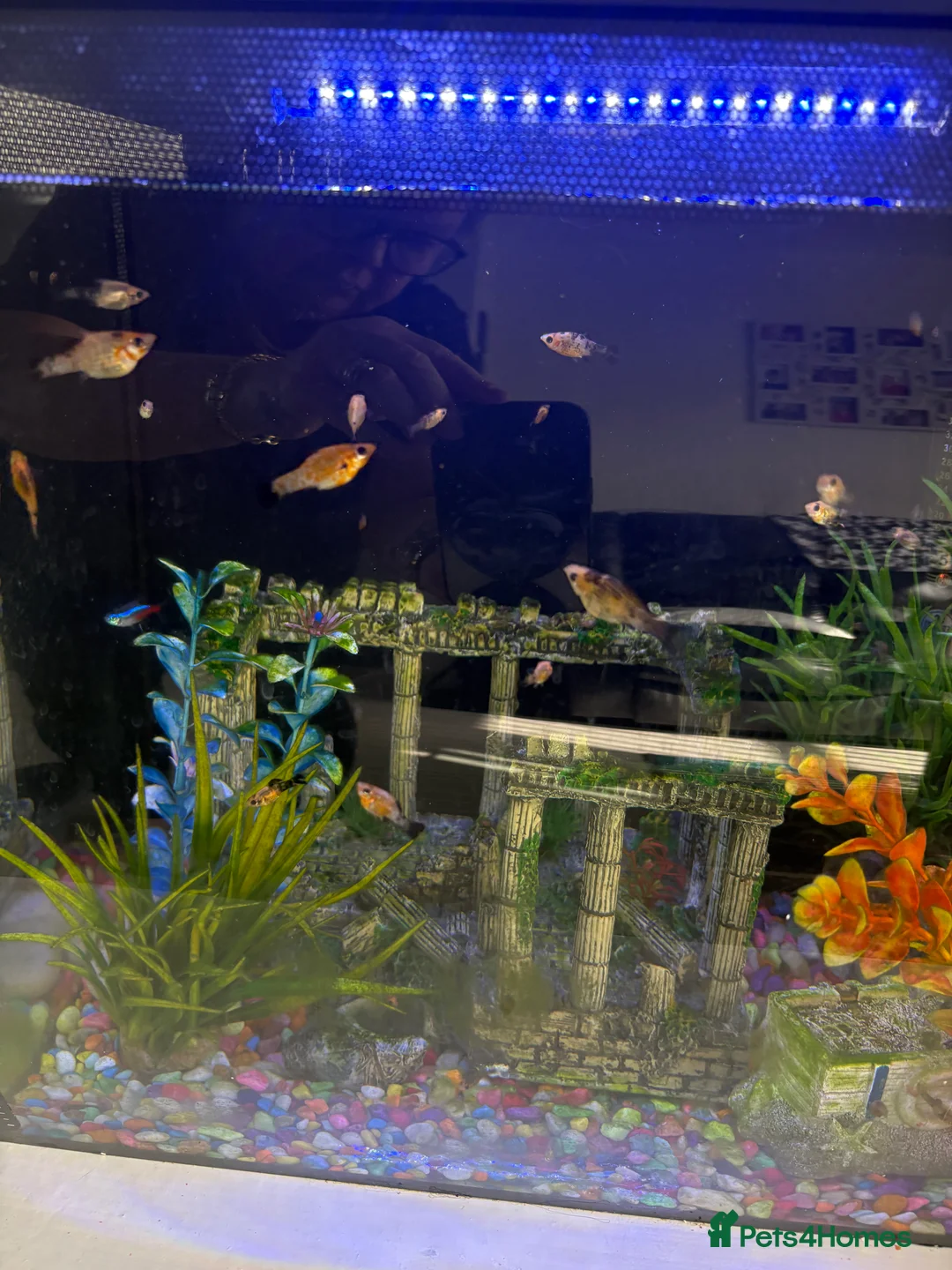 Mollies fish for sale: For sale fish x tanks  in Coventry - Advert 4