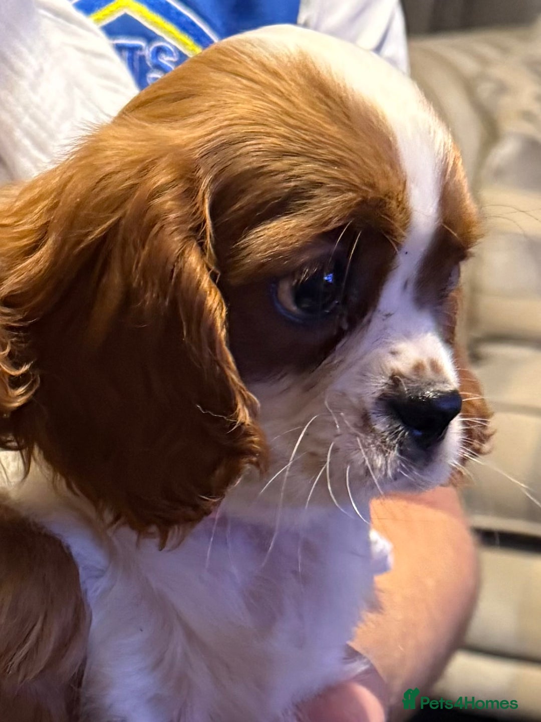 Cavalier King Charles Spaniel dogs for sale: ADORABLE HEALTH CLEAR CAVALIER KING CHARLES  - Advert 6