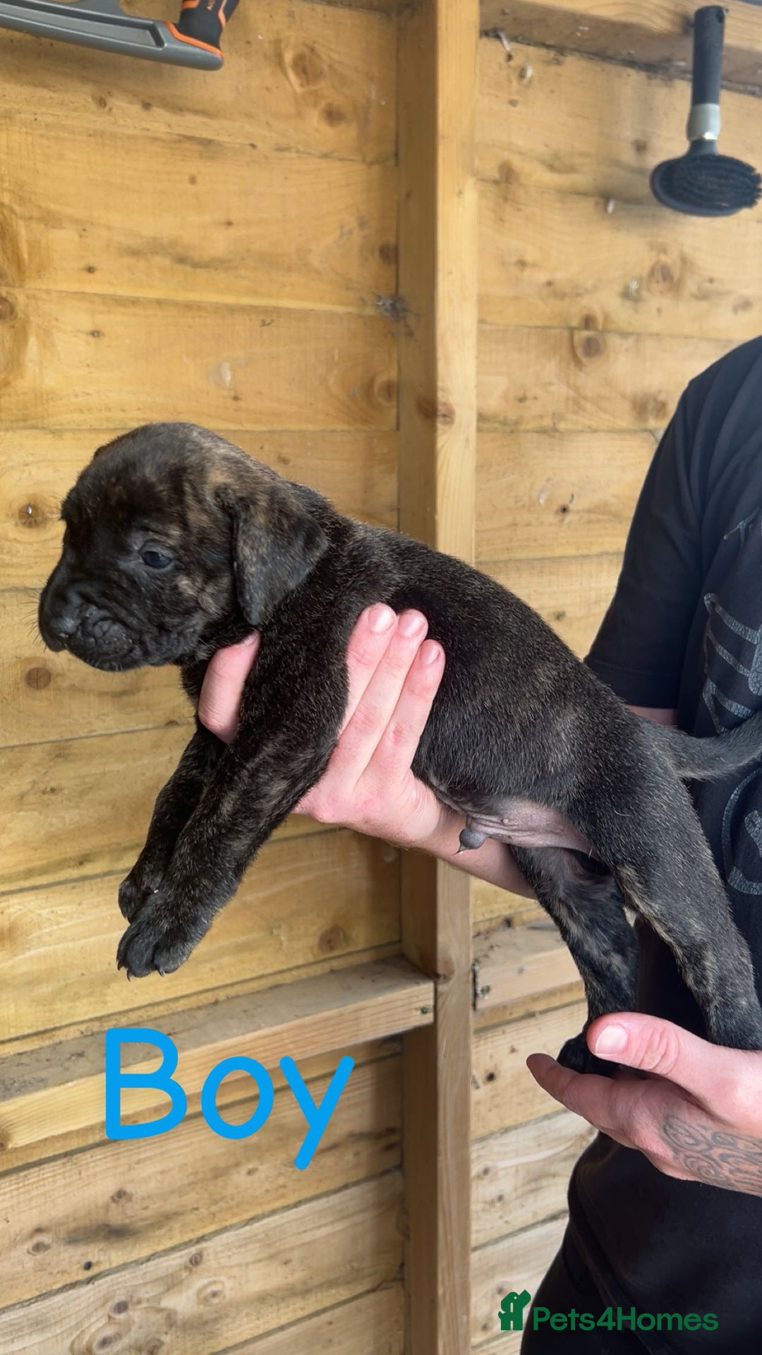 Presa Canario dogs for sale: Presa Canario  - Image 17