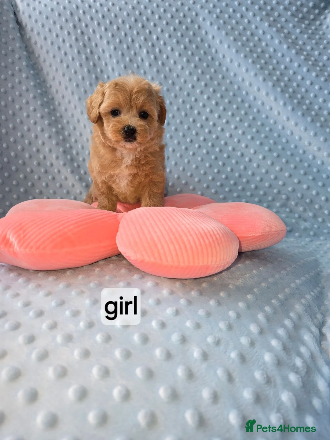 Maltipoo dogs for sale:  Beautiful  maltipoo  - Advert 22