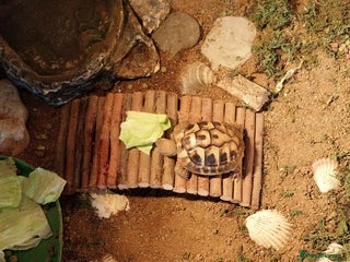 Tortoise reptiles for sale - Advert 1
