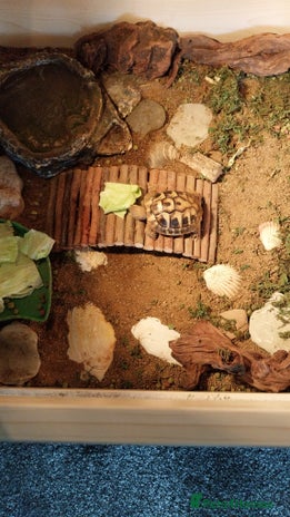 Tortoise reptiles - Advert 1