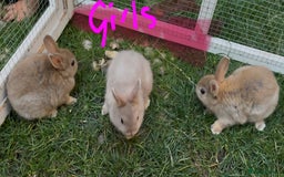 Netherland Dwarf rabbits for sale: Various Netherland Dwarfs available from £20 - Image 17