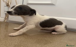 Mixed Breed dogs for sale: Stunning wiggy puppies  - Image 11