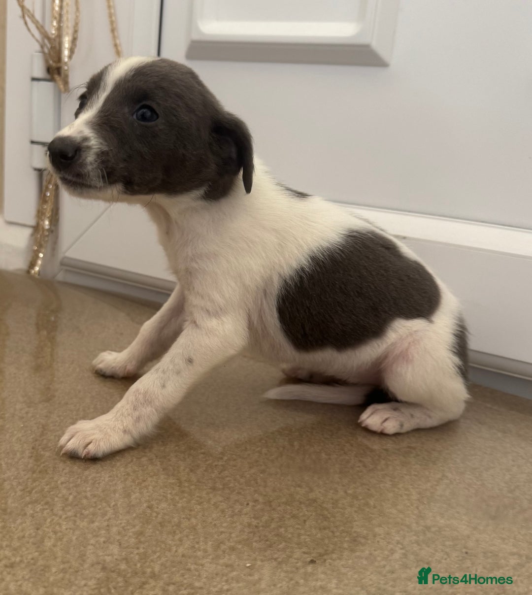 Mixed Breed dogs for sale: Stunning wiggy puppies  - Image 11