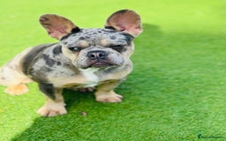 French Bulldog dogs for sale: Merle French bulldog bitch  - Image 4