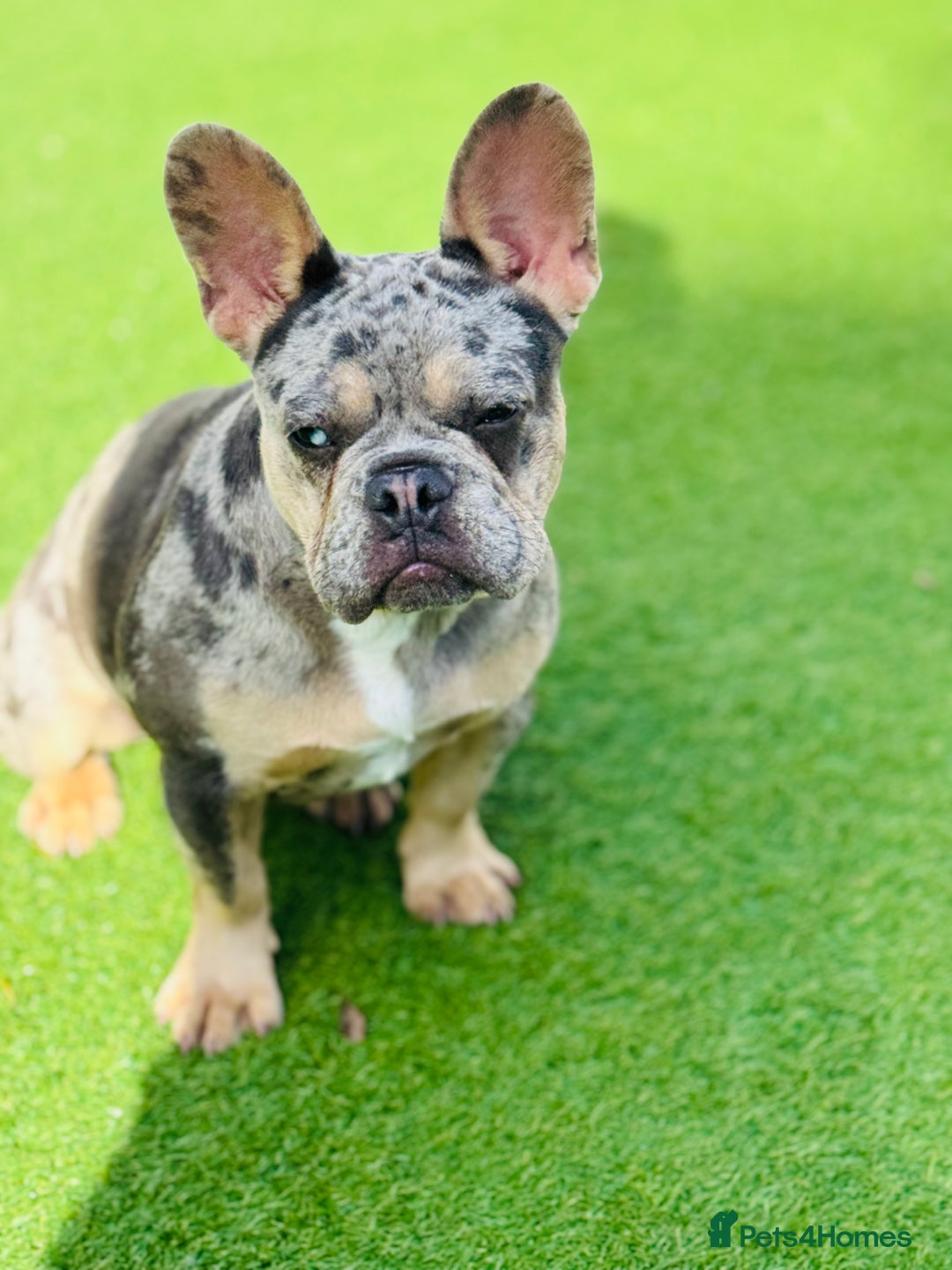 French Bulldog dogs for sale: Merle French bulldog bitch  - Image 4