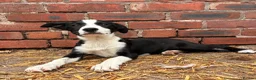 Border Collie dogs for sale: ONE REMAINING - Female Border Collie Puppies - Advert 6