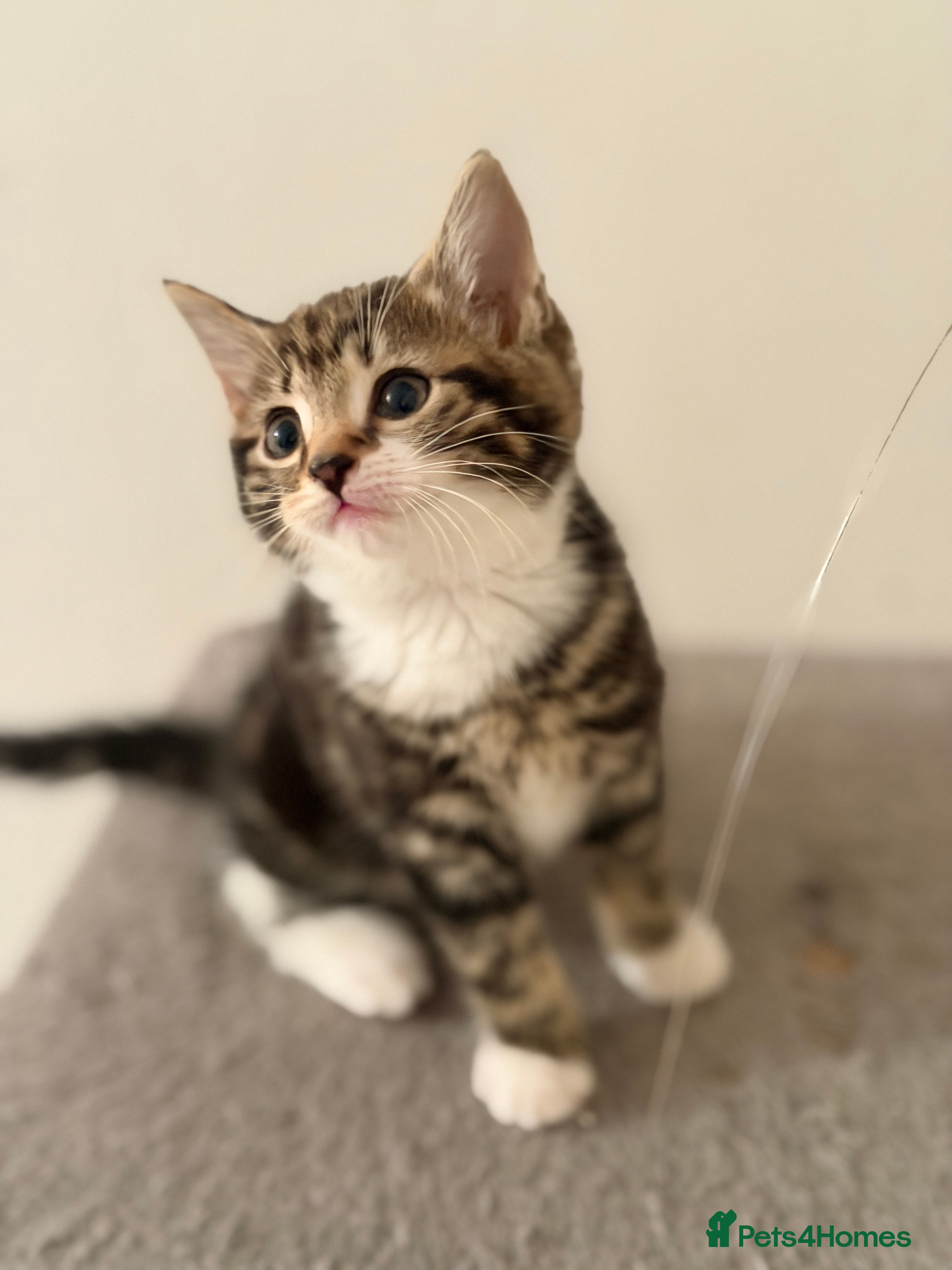 British Shorthair cats Stunning British Tabby Kittens – Ready April 4th - Advert 2