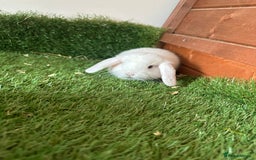 Mini Lop rabbits for sale: Mini lop babies  - Image 2