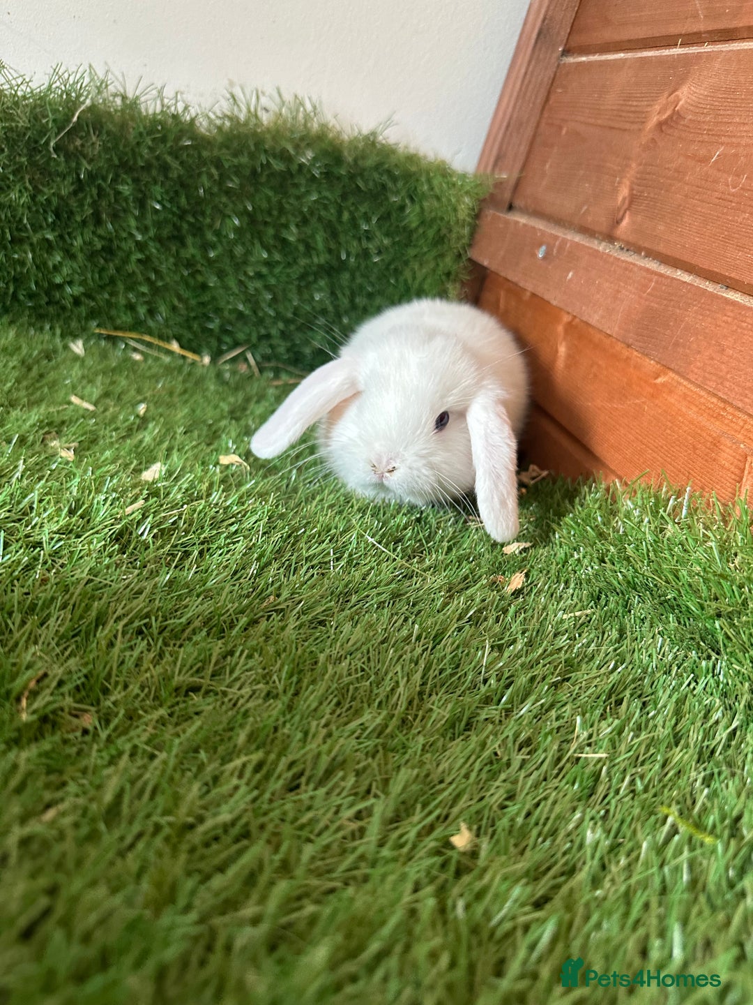 Mini Lop rabbits for sale: Mini lop babies  - Image 2