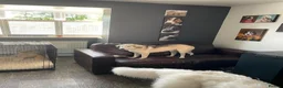 Mixed Breed dogs for adoption: 🐾🌸NALA – The Little Survivor Who Never Gave Up🌸 in Stockton-on-Tees - Advert 7