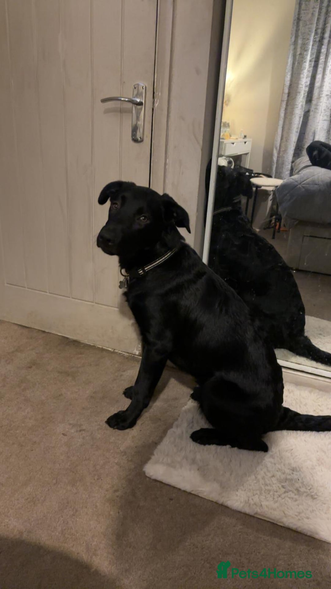 Mixed Breed dogs for sale: reluctant re homing  - Advert 4