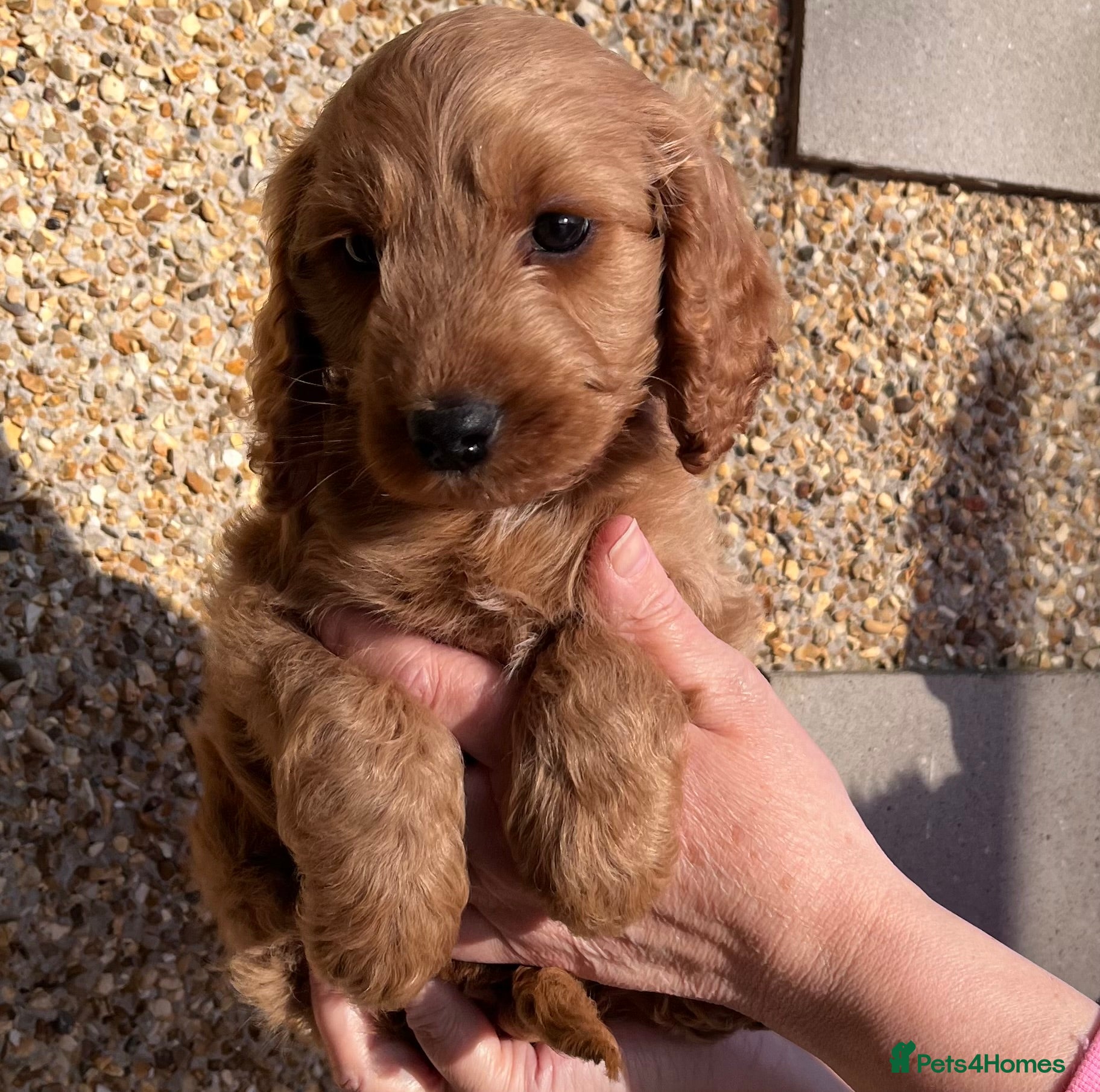 Cockapoo dogs Cockapoo’s Ready Now  💙💙 - Advert 5