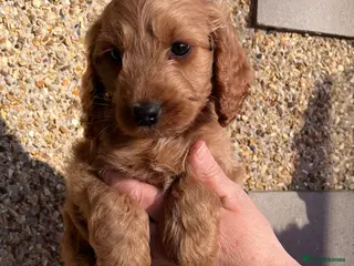 Cockapoo dogs Cockapoo’s Ready Now 💙💙 - Advert 5
