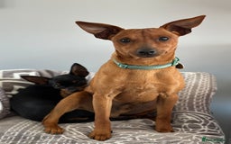 Miniature Pinscher dogs for sale: ✨ Exceptional Miniature Pinscher Puppies ✨ - Image 8