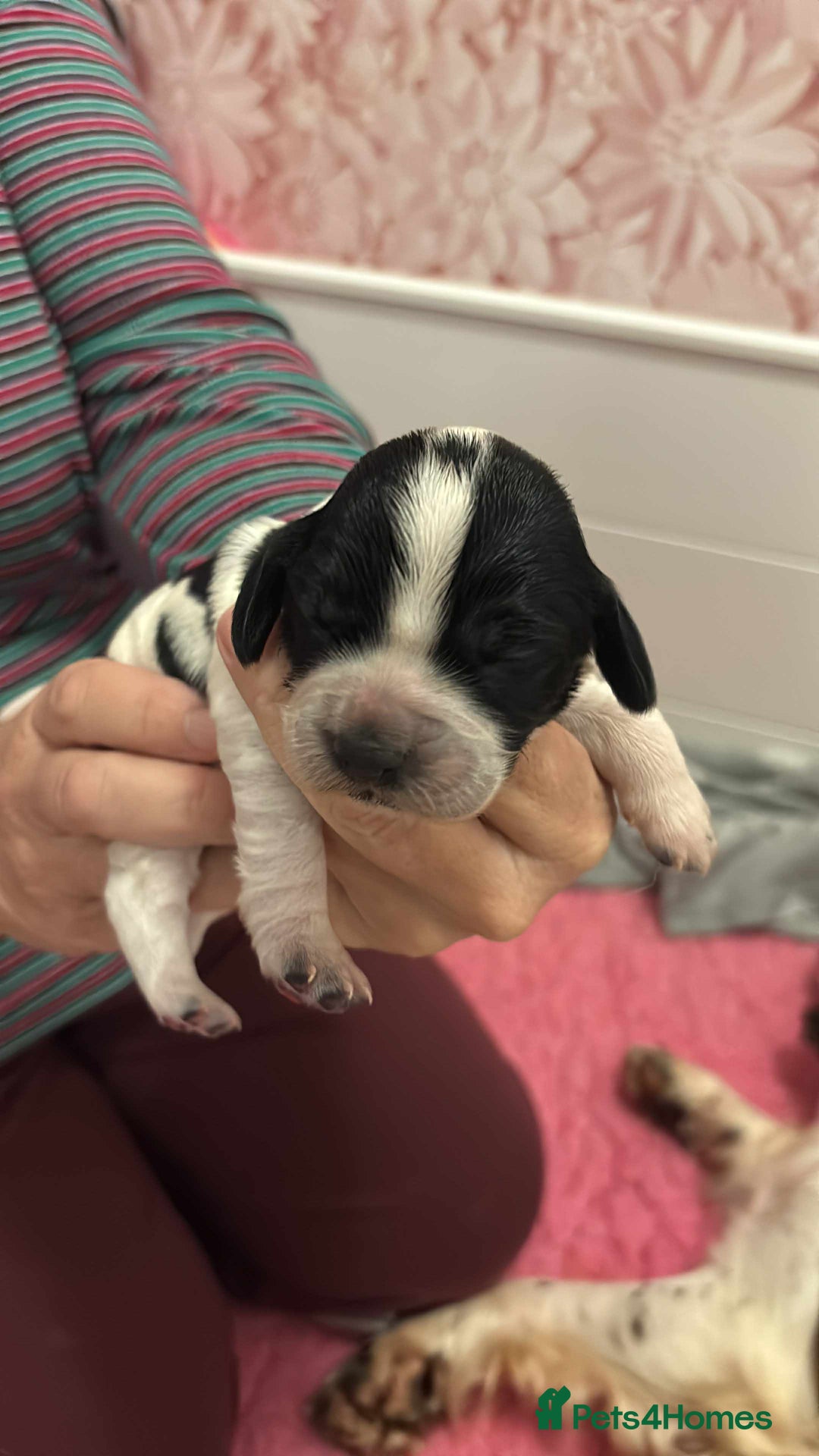 Sprocker dogs for sale: Adorable F1 Sprocker Spaniel Babies.  - Advert 21