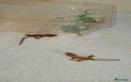 Gecko reptiles for sale: Crested gecko + her 2 babies - Image 1
