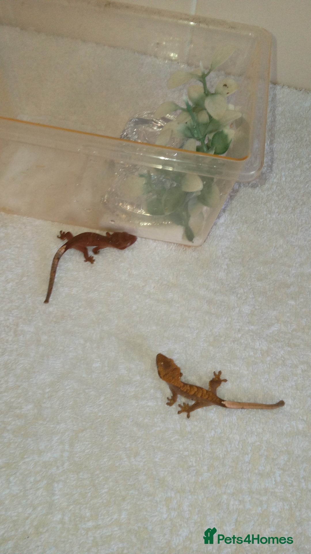 Gecko reptiles for sale: Crested gecko + her 2 babies - Image 1