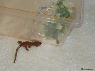 Gecko reptiles - Advert 33