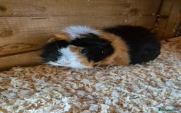 Guinea Pig rodents for sale: Mixed female guinea pig  - Image 2