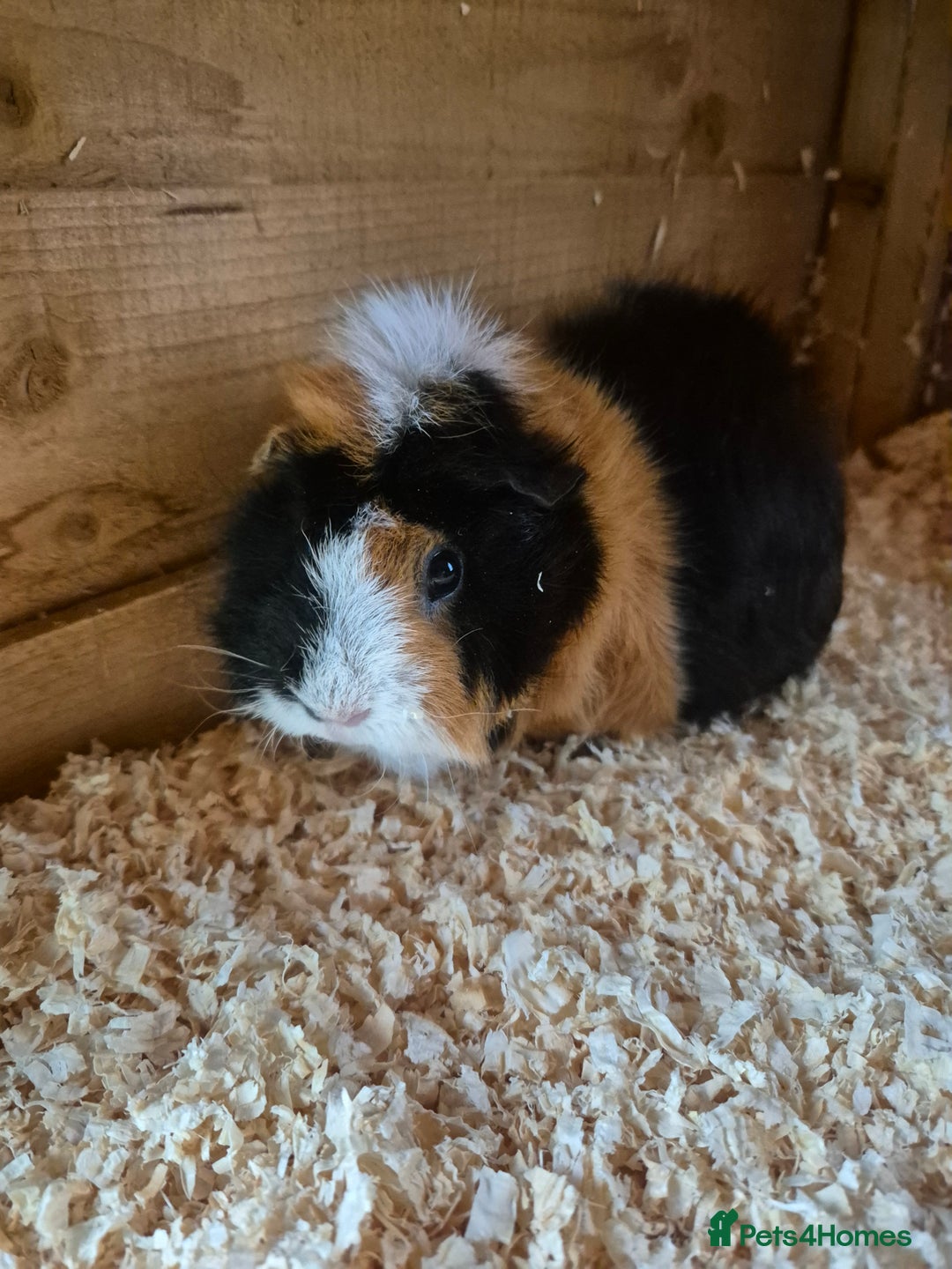 Guinea Pig rodents for sale: Mixed female guinea pig  - Image 2