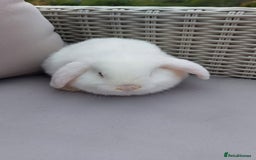 Mini Lop rabbits for sale: 💕Gorgeous purebred mini lops 💕 - Image 9