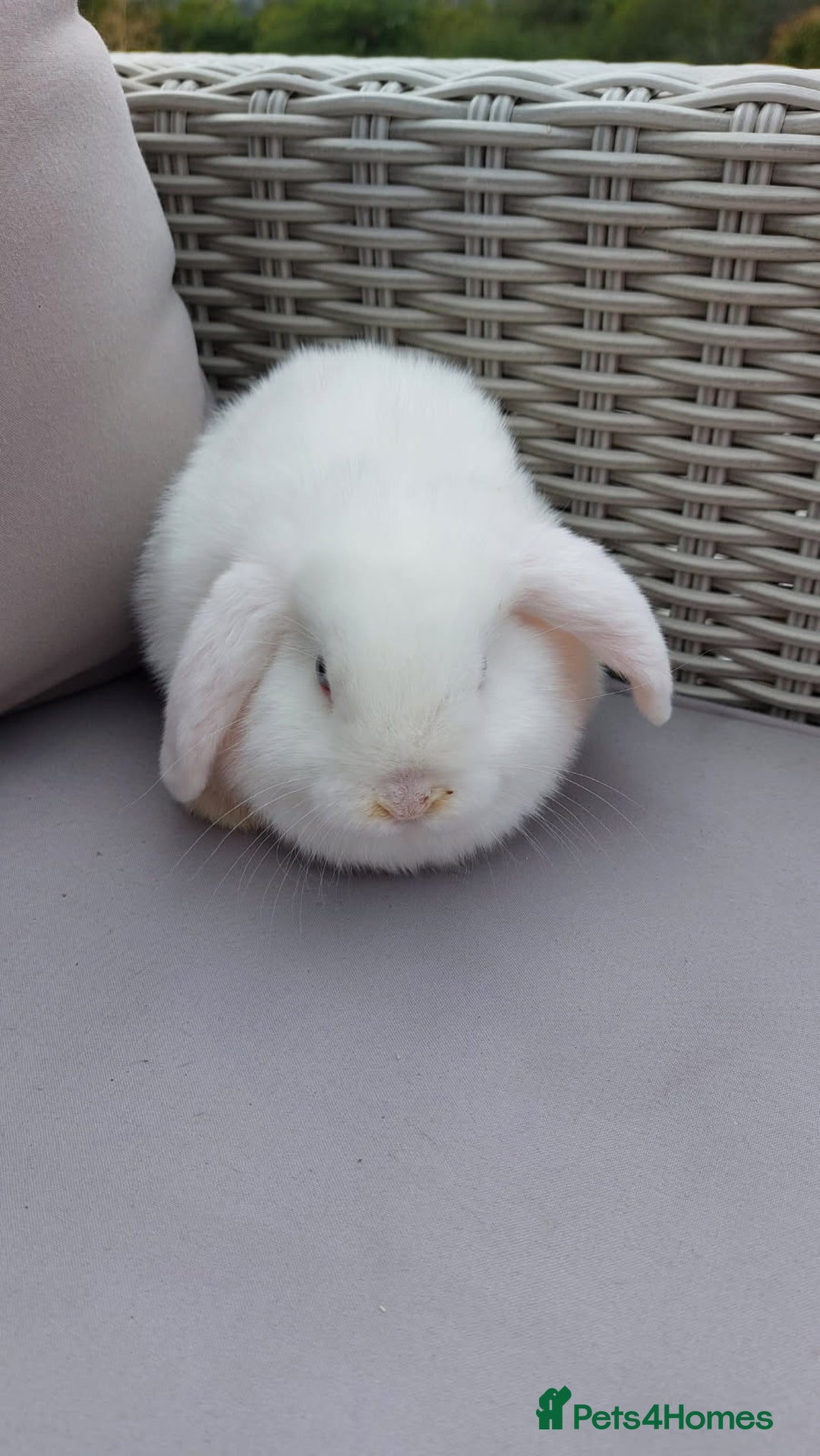 Mini Lop rabbits for sale: 💕Gorgeous purebred mini lops 💕 - Image 9