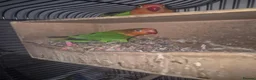 Lovebirds birds for sale: Lovebird in London - Advert 1