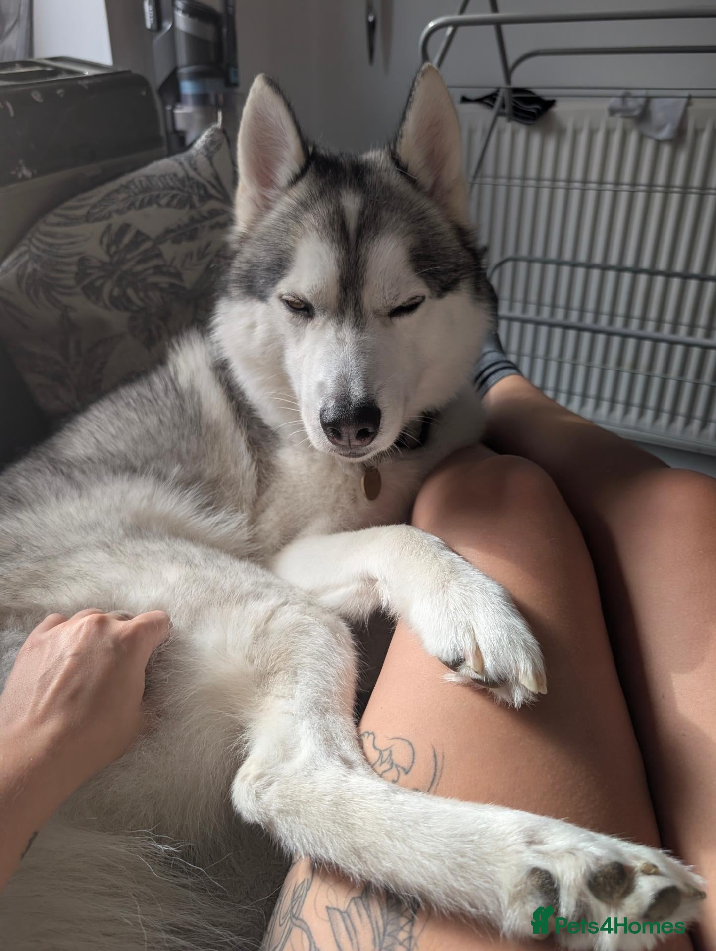 Mixed Breed dogs for stud: STUD HUSKY/MALAMUTE MIX - Advert 3