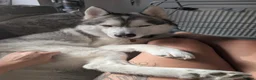 Mixed Breed dogs for stud: STUD HUSKY/MALAMUTE MIX - Advert 1